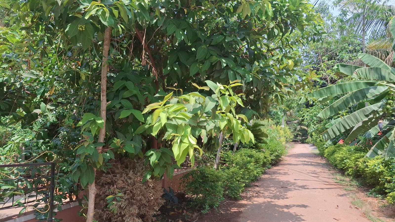 Pathway through the Chidambarashrama grounds